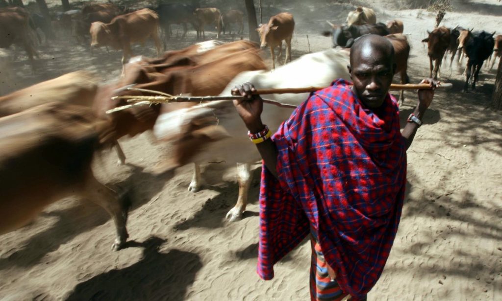 La vache, ce qu'il y a de plus cher pour un Maasaï