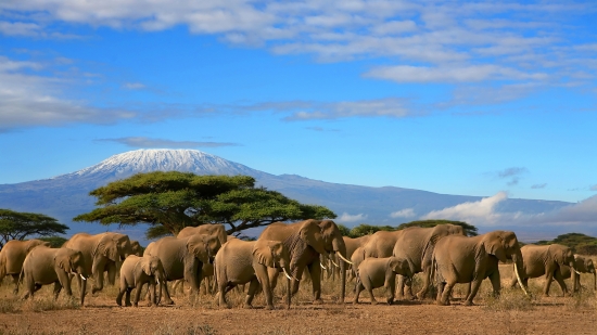Nos ancêtres n'avaient que la nature autour d'eux pour répondre à leurs questions sur les origines du monde et le pourquoi de la vie Image : le Kilimanjaro