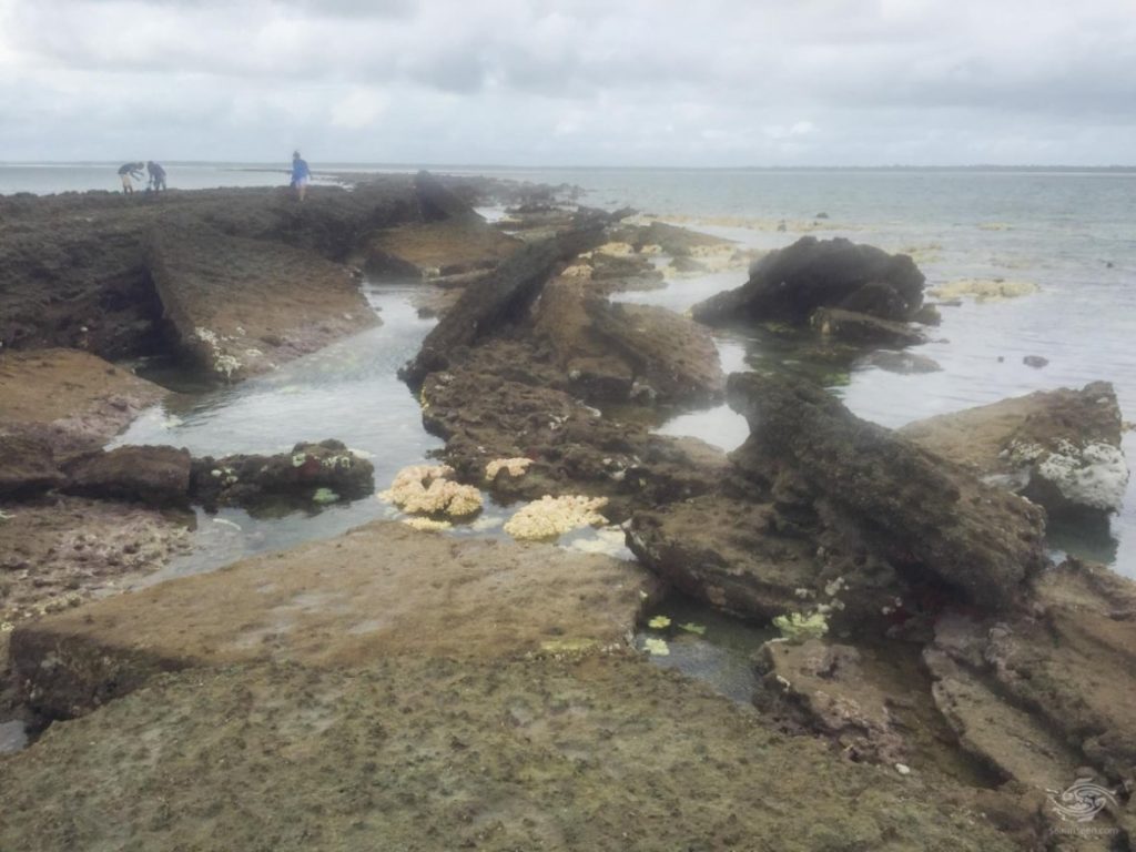 Ruines d'une ville ancienne large de 4 Km au large de la Tanzanie, et découvertes en 2016 A noter les immenses blocs de corail taillé Rhapta?