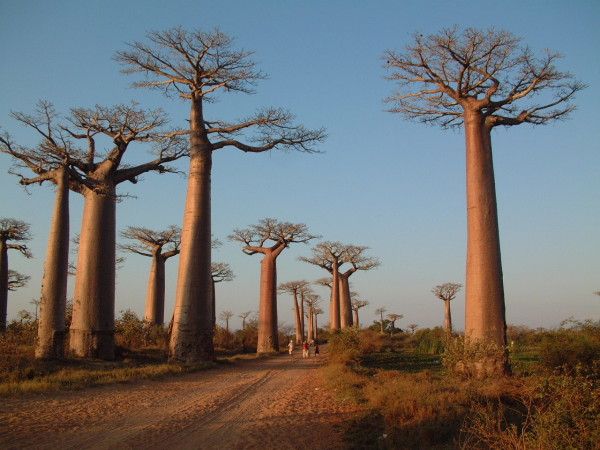 La très belle Allée des Baobab à Madagascar