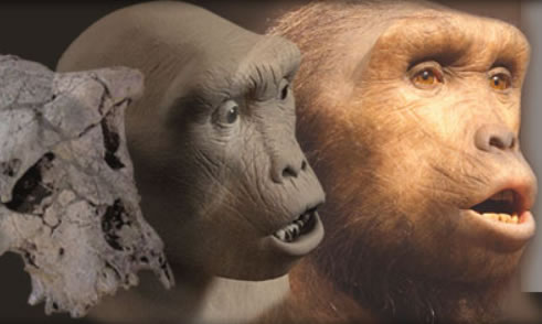 Toumaï Le premier hominidé de l'histoire 